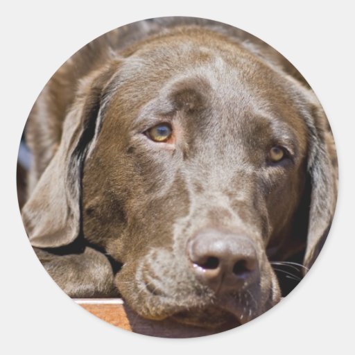 Sad Chocolate Labrador Classic Round Sticker Zazzle