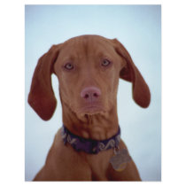 Sad Dog flyers by PhotoJoeVa Sad Dog flyers