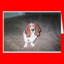 Sad_Doggie_Face cards