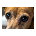 Sad Eyes posters by miapple1963 Sad Eyes posters
