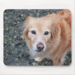 Sad Golden Retriever Mouse Pads