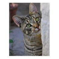 Sad Kitty (bengal cat) Postcards