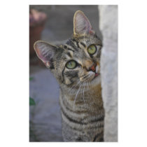Sad Kitty (bengal cat) Stationery Design
