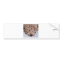 Sad, Lonely, Adorable, & Cute GoldenDoodle Dog Bumper Sticker