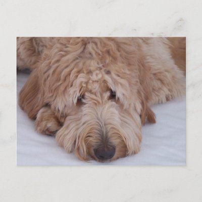 Cute Goldendoodles