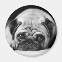Sad Pug Magnets
