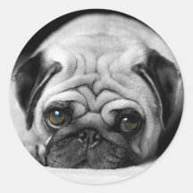 Sad Pug Stickers