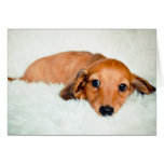 Sad Puppy Missing You Greeting Cards