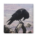Sad Raven Magnet 01 by phantompanther Sad Raven Magnet 01