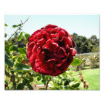 Sad Red Rose Photographic Print