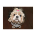 sad shih tzu postcards