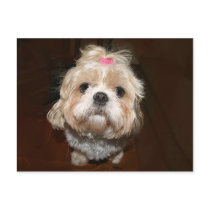 sad shih tzu postcards
