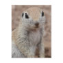 Sad Squirrel Postcard