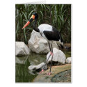 Saddle Billed Crane Card by Gilliand_Photo Saddle Billed Crane Card