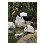 Saddle Billed Crane Card