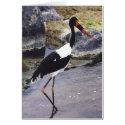Saddle Billed Stork cards by HLBeach Saddle Billed Stork cards