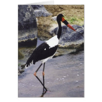Saddle Billed Stork cards by HLBeach Saddle Billed Stork cards