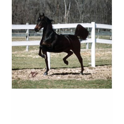 saddlebred t-shirts by shelby_sublime