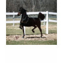 saddlebred t-shirts