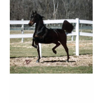 saddlebred t-shirts