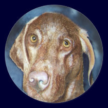 Sadi Vizsla Stickers