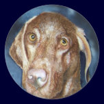 Sadi Vizsla Stickers
