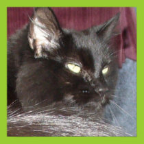 Sadie, the black cat poster posters