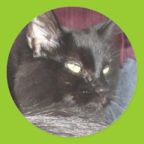 Sadie, the black cat stickers stickers