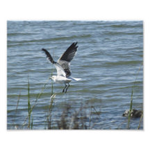 Sae gull landing photograph