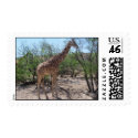 Safari Giraffe postage by nickyzzz Safari Giraffe postage