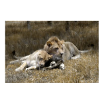 Safari-Lion Couple posters