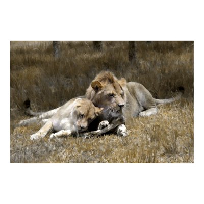 Safari-Lion Couple Posters by jmpgallery