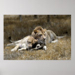 Safari-Lion Couple posters