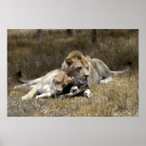 Safari-Lion Couple Posters