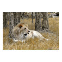 Safari - Lion posters by jmpgallery Safari - Lion posters