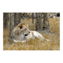Safari - Lion posters by jmpgallery Safari - Lion posters