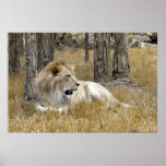 Safari - Lion posters