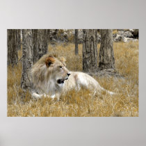 Safari - Lion Print