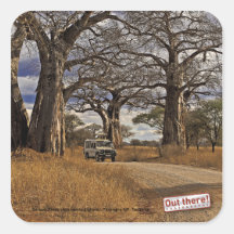 Safari Square Stickers