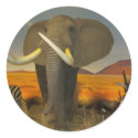 Safari Sticker by imperfectiomism Safari Sticker