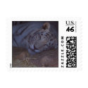 Safari Tiger - Customized postage by nickyzzz Safari Tiger - Customized postage