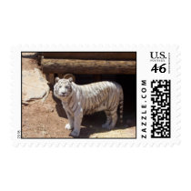 Safari Tiger Standing postage by nickyzzz Safari Tiger Standing postage