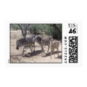 Safari Zebra Family postage by nickyzzz Safari Zebra Family postage