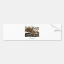 Safe At Home with a Professional Pet Sitter Bumper Stickers