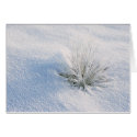 Sage in Snow cards