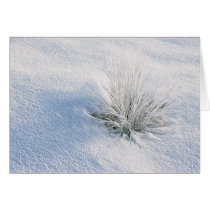 Sage in Snow cards by joedecker Sage in Snow cards