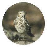 Sage thrasher round stickers