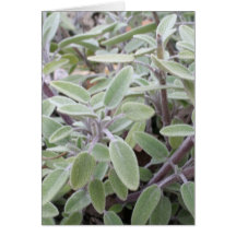 Sage wish card
