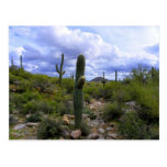 Saguaro <Add Your Own Text> Post Cards
