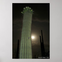 Saguaro by Moonlight 1 Posters